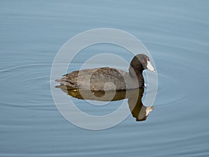 American Coot swimming in water photo