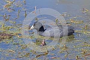 American Coot  Swimming in a Wetland Pond photo