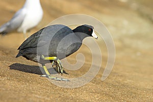 The American Coot walking on a shore