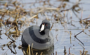 American Coot water bird, Walton County, Georgia, USA