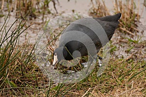 American Coot in wetland grass