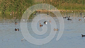 American Coots Fulica americana and Northern Shovelers Spatula clypeata swimming in a pond in Merced National Wildlife Refuge