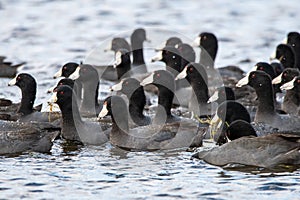 American coots swimming in water at Merritt Island National Wildlife Refuge