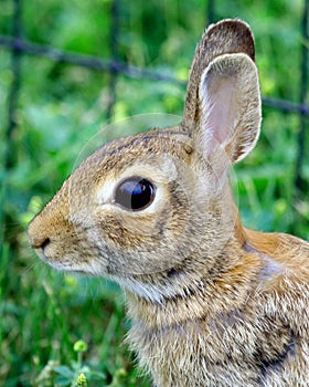 American cottontail rabbit