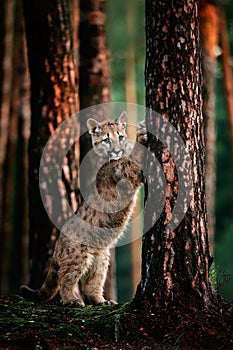 An American cougar Puma concolor cub playing in the woods. Cute cougar cub playing in the forest at sunset