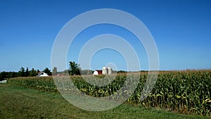 American Country Farm with corn plants field and blue sky