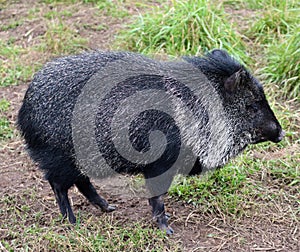 American cousin of wild pigs