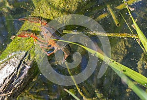 American Crayfish photo