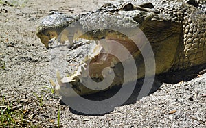 American crocodile