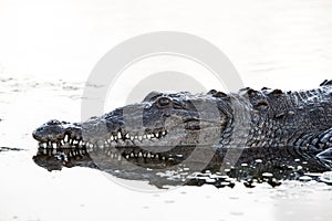 American Crocodile