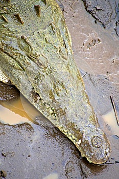 American Crocodile, Boca Tapada, Costa Rica, America photo