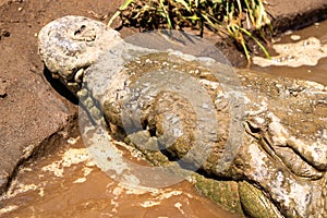 American Crocodile Crocodylus acutus