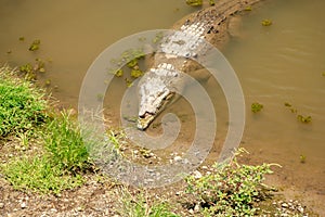 American Crocodile Crocodylus acutus