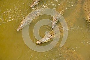 American Crocodile Crocodylus acutus