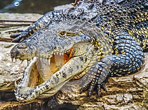 American crocodile,Crocodylus acutus
