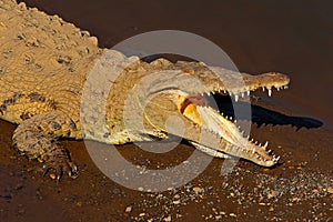 American crocodile, Crocodylus acutus, animal in the river water. Wildlife scene from nature. Crocodile from river Tarcoles, Costa