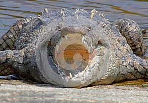 American crocodile (Crocodylus acutus) Basking in The Sun