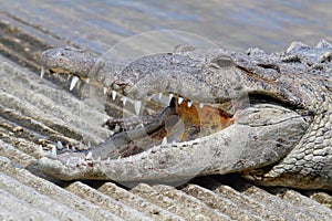 American crocodile (Crocodylus acutus) Basking in The Sun