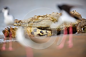 American crocodile Crocodylus acutus Costa Rica, Tarcoles Rive