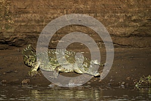 American Crocodile - Crocodylus acutus