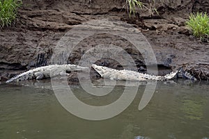 American Crocodile,. Crocodylus acutus, lies on the banks of the Tarcoles River, Costa Rica