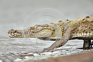 American crocodile Crocodylus acutus returns back to the Tarcoles River.