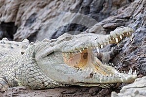 American crocodile, Crocodylus acutus, river Rio Tarcoles, Costa Rica Wildlife