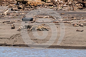 American Crocodile Crocodylus acutus on riverbank