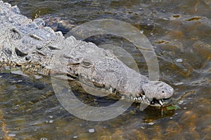 American crocodile (Crocodylus acutus)