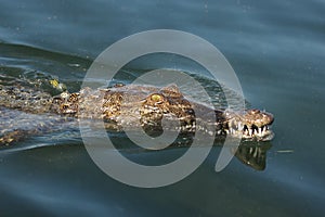 The American crocodile Crocodylus acutus swims in the water with open jaws