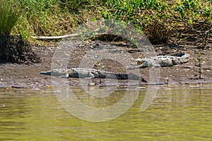 American Crocodile (Crocodylus acutus), taken in Costa Rica