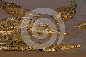 American crocodile, Crocodylus acutus, three animals in the river water. Wildlife scene from nature. Crocodiles from river Tarcole