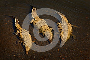 American crocodile, Crocodylus acutus, three animals in the river water. Wildlife scene from nature. Crocodiles from river Tarcole