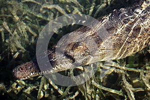 The American crocodile Crocodylus acutus underwater in the sea