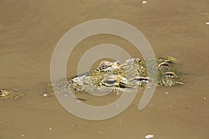 American crocodile (Crocodylus acutus)