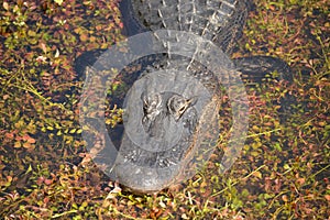 American Crocodile in the Everglades