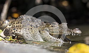 American Crocodile