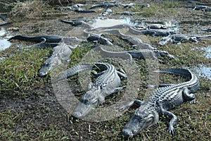 American Crocodile