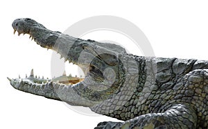 American crocodile with open mouth