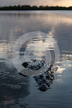 American Crocodile in Shallow Water