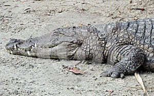 American Crocodile Sleeping