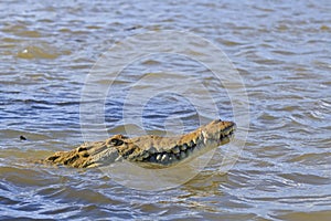 American Crocodile Snout photo