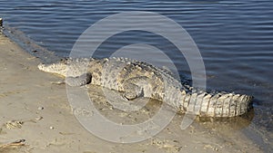 American crocodile sunning on the water\'s edge at the Flamingo Visitors Center in Florida.
