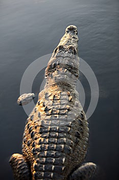 American Crocodile at Surface of Lagoon