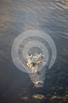 American Crocodile at Surface of Lagoon