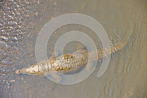 American crocodile swimming