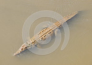 American crocodile swimming