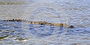American Crocodile Swimming