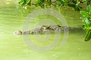 American Crocodile swimming in a mangrove lagoon