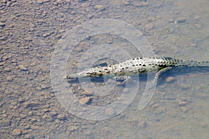 An American crocodile in the Tarcoles River, Costa Rica